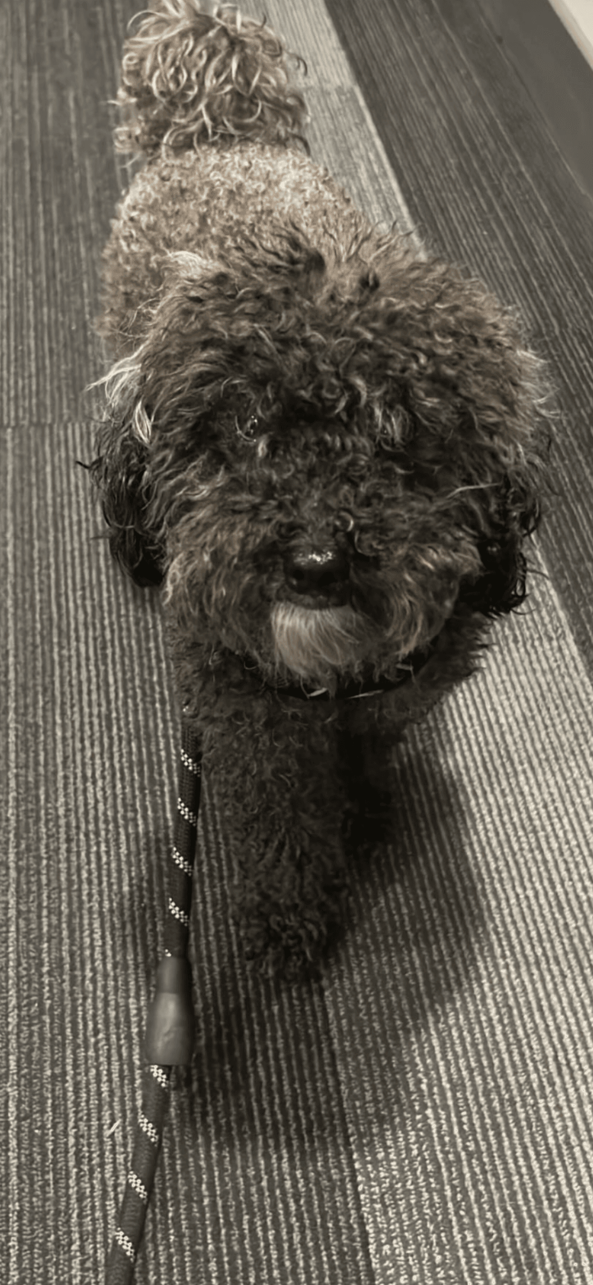 Truffle, mascotte et cliente fidèle de Kannelle Café, avec son café
